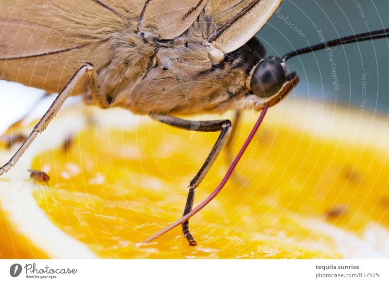 Mahlzeit II Lebensmittel Frucht Orange Tier Wildtier Schmetterling Auge Flügel Rüssel Fühler 1 Essen trinken gelb Farbfoto mehrfarbig Makroaufnahme