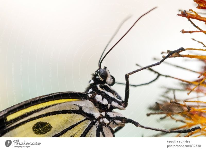 Falter Umwelt Pflanze Blume Tier Schmetterling Tiergesicht Flügel Auge Rüssel 1 gelb orange Farbfoto mehrfarbig Makroaufnahme Schwache Tiefenschärfe Tierporträt