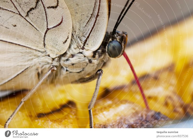 Mahlzeit Lebensmittel Frucht Orange Tier Wildtier Schmetterling Auge Flügel Rüssel Insekt 1 Essen trinken gelb Nahrungssuche Farbfoto mehrfarbig Makroaufnahme