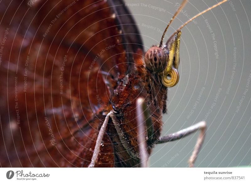 roter Falter Umwelt Tier Wildtier Schmetterling Tiergesicht Flügel Auge Fühler Rüssel 1 Ekel braun Farbfoto Makroaufnahme Textfreiraum links Textfreiraum rechts