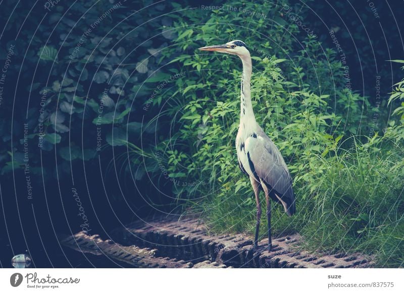 Der Vollstrecker elegant Natur Landschaft Tier Wiese Seeufer Teich Wildtier Vogel Flügel 1 stehen warten ästhetisch fantastisch natürlich Neugier wild grün