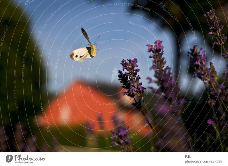 Landender Zitronenfalter Natur Frühling Lavendel Garten Schmetterling Stadt blau gelb grün violett rot ästhetisch elegant Freiheit Leichtigkeit Farbfoto