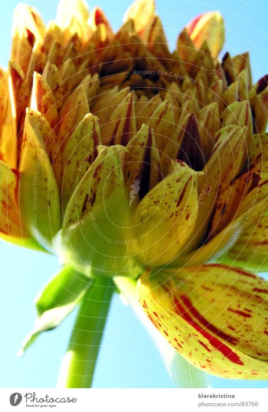 Dahlie Dahlien Blume Pflanze Blüte Sommer Flower orange blau Sonne