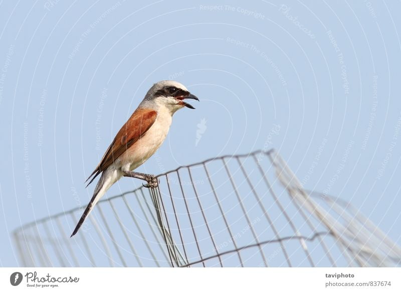 lanius collurio auf verlassenem Drahtzaun schön Sommer Mann Erwachsene Natur Tier Himmel Vogel beobachten Sauberkeit wild braun rot Farbe Tierwelt Biologie