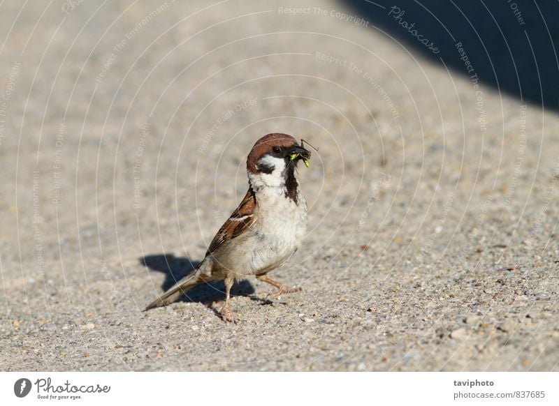 Sperling frisst Heuschrecke Essen schön Leben Sommer Natur Tier Park Vogel beobachten füttern sitzen klein natürlich wild grün Appetit & Hunger Überleben Spatz