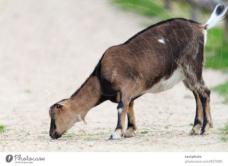 Junge Ziege isst auf Kies Essen Körper Leben Mund Zoo Tier Gras Pelzmantel Stein klein braun grün Ziegen jung dressieren Gasse Bauernhof Huf Säugetier