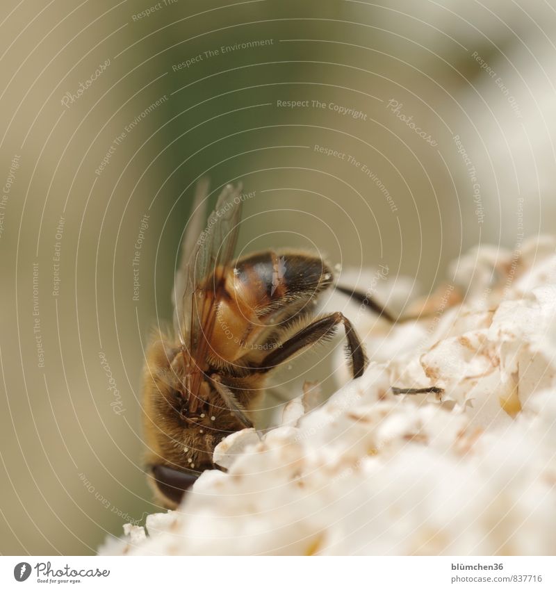 kopfüber Natur Blüte Sommerflieder Tier Nutztier Wildtier Insekt Mistbiene Zweiflügler Keilfleckschwebfliege Schwebfliege 1 klein braun gelb schwarz weiß