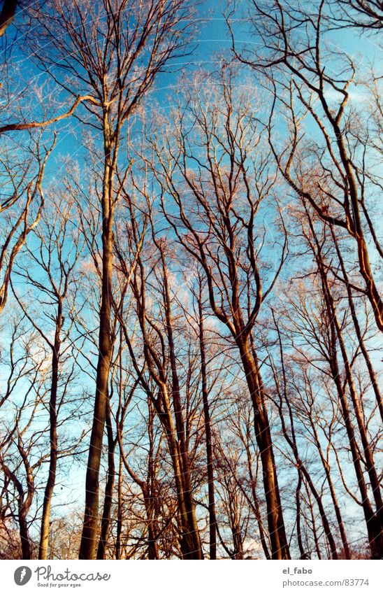 es grünt so grün Sonntag Wald Baum Winter Herbst Himmel Ast spaziergang durch siegburg brückberg usw usf