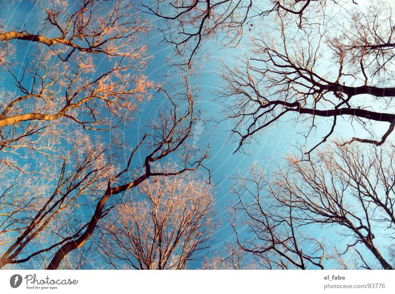 meeting Sonntag Wald Baum kalt Herbst Winter spaziergang durch siegburg brückberg Himmel Ast usw usf