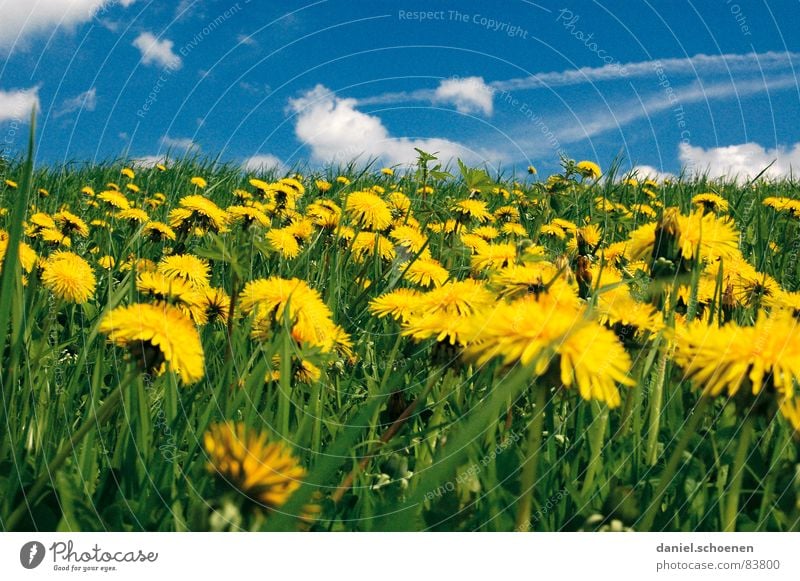 das Leben ist schön Wiese Sommer Frühling Schönes Wetter Freizeit & Hobby Ferien & Urlaub & Reisen Löwenzahn Blume Blüte Gras Pause grün Alm Mittagspause