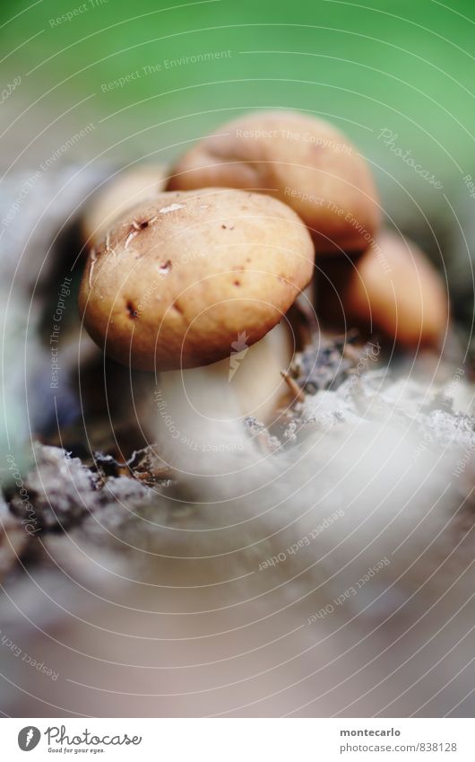 BIO Umwelt Natur Erde Herbst Pflanze Gras Sträucher Wildpflanze Pilz Wald Waldboden entdecken Blick wandern dick Duft authentisch einfach klein natürlich rund