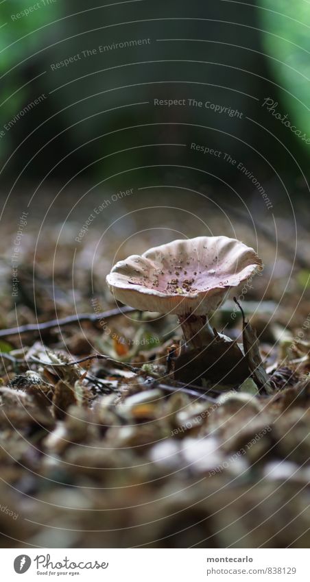 david gegen goliath Umwelt Natur Pflanze Erde Baum Sträucher Wildpflanze Wald Waldboden Pilz beobachten entdecken wandern Duft dunkel authentisch groß