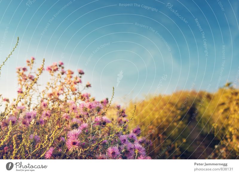 Ein Feldweg mit Blumen im Sonnenuntergang Ferne Freiheit Sommer Natur Pflanze Tier Erde Himmel Wolken Frühling Schönes Wetter Gras Sträucher Blüte Wildpflanze