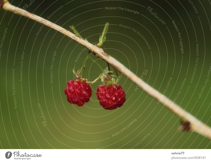 Fruchtzwerge Lebensmittel Gesundheit Sommer Umwelt Natur Pflanze Sträucher Nutzpflanze Wildpflanze Garten genießen hängen klein lecker saftig grün rot Himbeeren