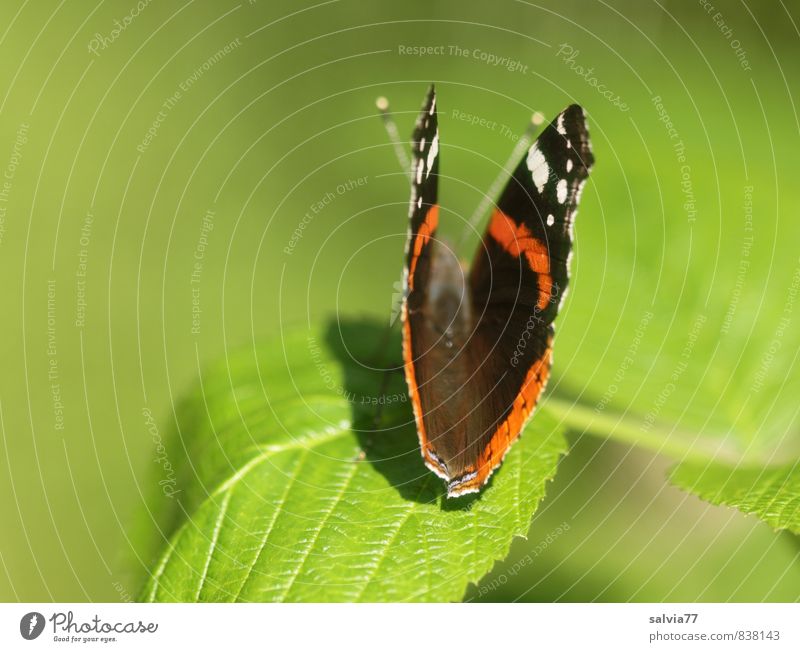 Admiral Umwelt Natur Pflanze Tier Frühling Sommer Baum Blatt Wildpflanze Wald Wildtier Schmetterling Flügel 1 krabbeln sitzen ästhetisch nah natürlich grün rot