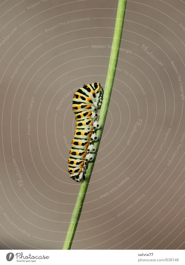 Raupenmodel 3 Umwelt Natur Tier Sommer Wildtier Schmetterling 1 Fressen krabbeln Wachstum natürlich weich grau grün orange schwarz Vorsicht Gelassenheit