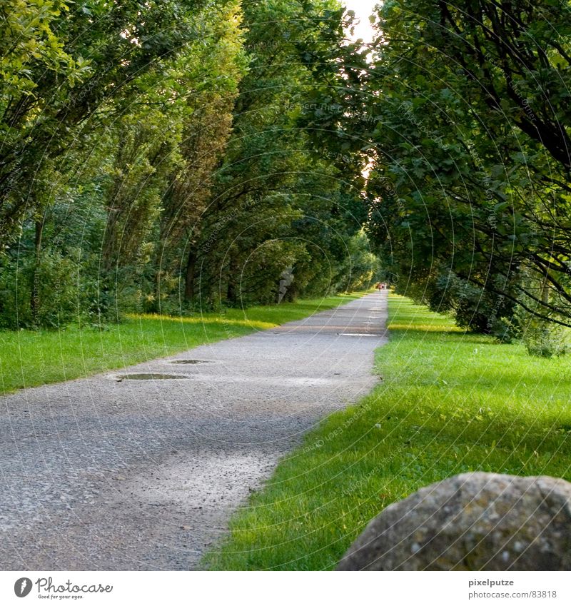 | steiniger weg Allee Baum Richtung grün Pfütze Physik Fluchtpunkt Wiese Mitte Zukunft Kunst Kultur Erfolg monrepos Wege & Pfade Stein Straße Natur Wärme Linie