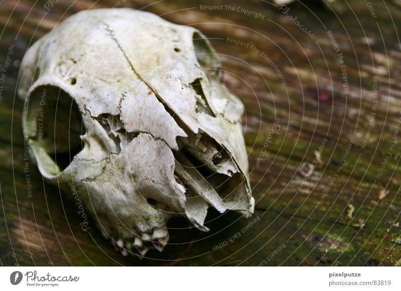 | körperlos Tierschädel Tod Verschiedenheit Holz Vergangenheit Trauer hart Wildnis Naturgesetz Verzweiflung Makroaufnahme Nahaufnahme Vergänglichkeit körperöos