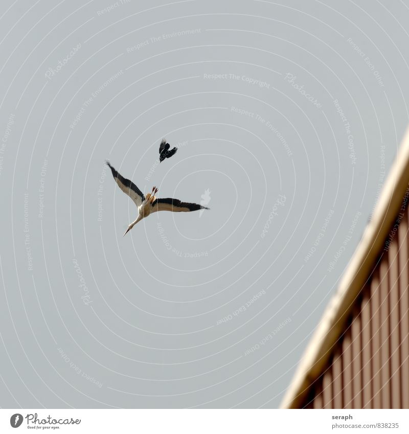 David gegen Goliat Weißstorch Storch Vogel Tier Schutz behüten Beschützer fauna race Natur Außenaufnahme plumage wildlife Flügel Zugvogel Dohle Alpendohle