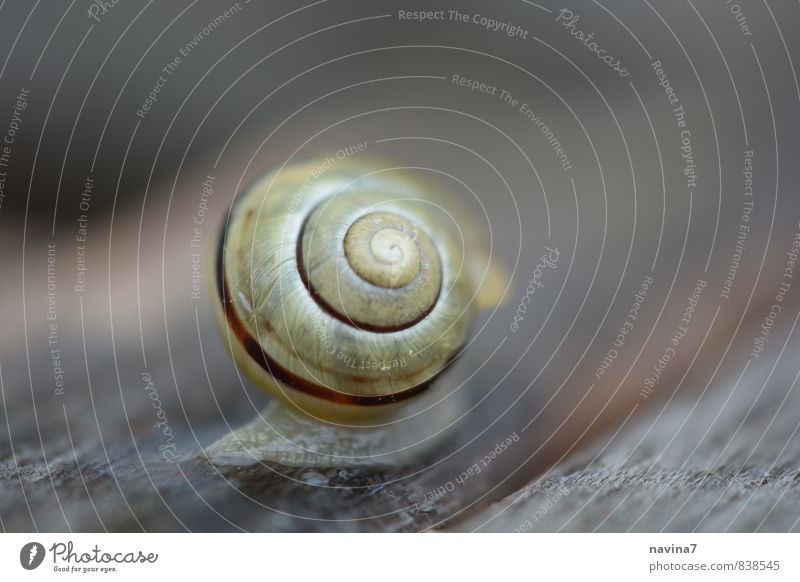 Schnecke mit Eigenheim Natur Sommer Tier Wildtier 1 Bewegung Häusliches Leben Geschwindigkeit langsam Rücken Spirale Holz Gartenarbeit Plagegeist