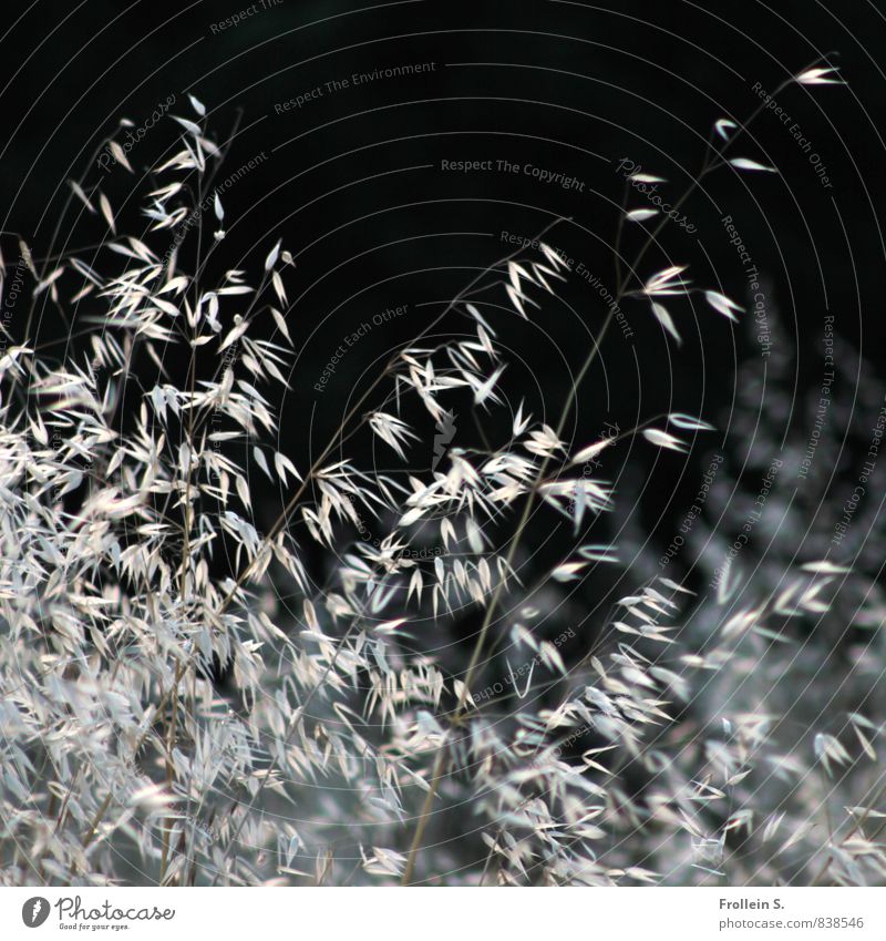 Gräsertanz Natur Pflanze Gras Unkraut Wildpflanze Halm Dinkel dehydrieren ästhetisch trocken silber fein filigran zart elegant Vergänglichkeit wehen sich wiegen