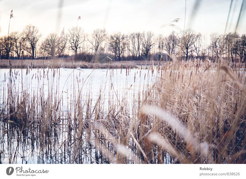 L'idylle des roseaux Umwelt Natur Landschaft Pflanze Wasser Schilfrohr Küste Seeufer Teich Fluss kalt natürlich blau braun Idylle Gedeckte Farben Außenaufnahme