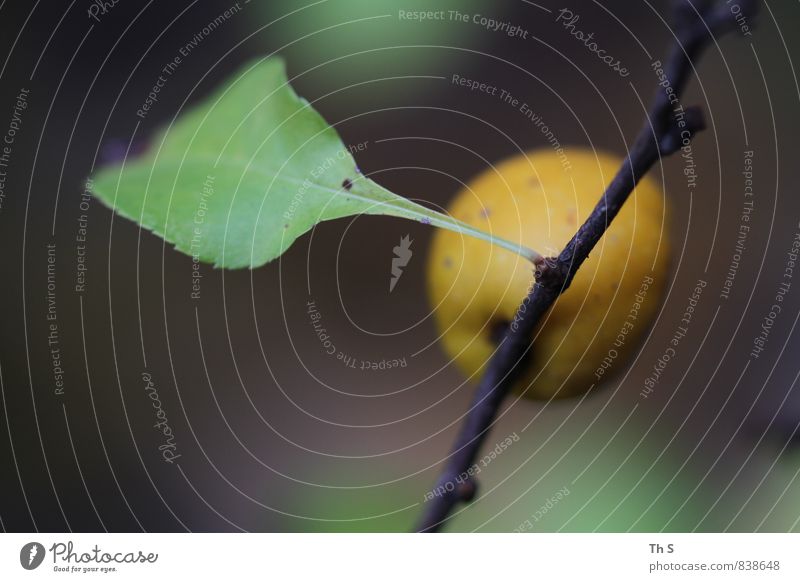 Blatt Natur Pflanze Frühling Sommer Blühend Wachstum ästhetisch authentisch einfach elegant nah natürlich Gelassenheit geduldig ruhig harmonisch grün Farbfoto