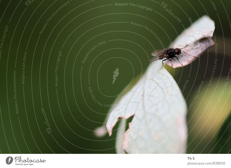 Fliege Natur Pflanze Frühling Sommer Blatt 1 Tier beobachten ästhetisch authentisch elegant Gelassenheit einzigartig Farbfoto Außenaufnahme Makroaufnahme