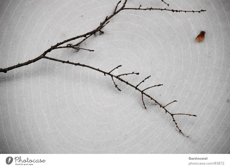 Grabesstille Winter Schnee Eis Frost Holz dunkel trist braun schwarz weiß Friedhof Schneedecke Zweig Ast Traurigkeit kalt Tod ruhig Sorge Trauer erstarren