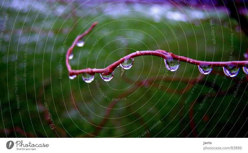 10 Tropfen Wassertropfen nass Regen Ast jarts