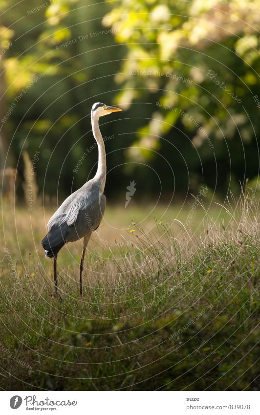 Der Sommerspaziergang elegant harmonisch Natur Landschaft Tier Park Wiese Wildtier Vogel 1 gehen ästhetisch authentisch fantastisch natürlich wild grün Gefühle