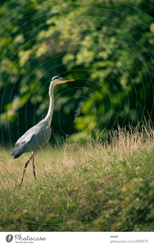 Herr Strese auf neuen Wegen elegant Sommer Umwelt Natur Landschaft Tier Park Wiese Wildtier Vogel 1 ästhetisch authentisch fantastisch natürlich wild grün