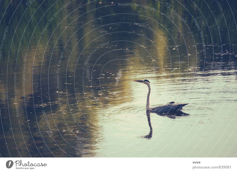 Herr Strese wittert Morgenluft elegant Jagd Natur Landschaft Tier Wasser Seeufer Teich Wildtier Vogel Flügel Schwimmen & Baden Im Wasser treiben glänzend