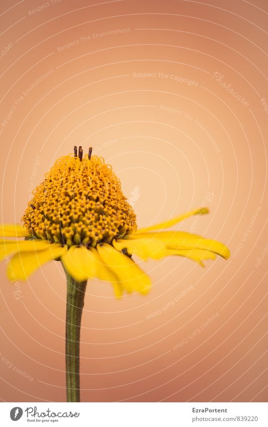 die Braut Umwelt Natur Frühling Sommer Pflanze Blume Blüte Garten Mauer Wand Fassade ästhetisch schön natürlich gelb orange einzeln 1 Blütenblatt Blütenstauden