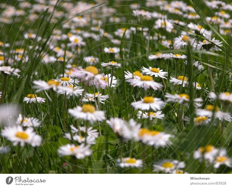 Gänseblümchen Wiese Gras grün gelb weiß Unschärfe Frühling Blume Grünfläche Dorfwiese Rasen Schönes Wetter