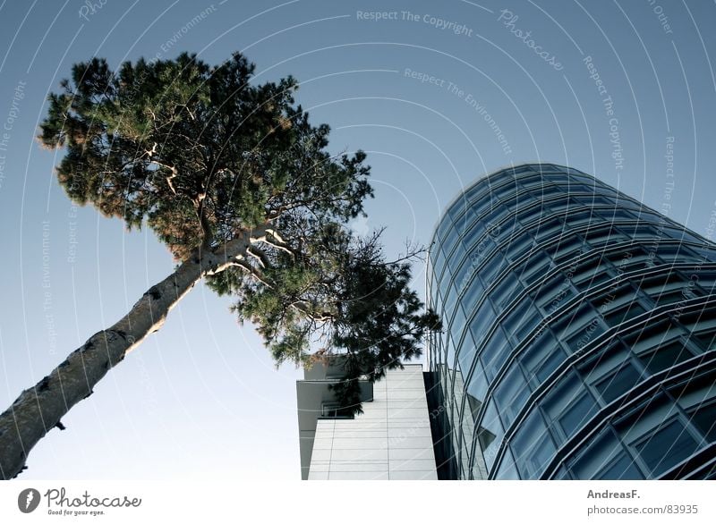 Baum und Haus Bürogebäude Unternehmen Firmengebäude Fassade Glasfassade Fenster Agentur Cottbus Gegenteil Umwelt Hauptstelle Baumstamm geschäftssitz Vattenfall