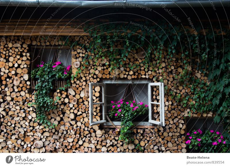 Wohlfühloase | Schwarzwälder Art Kunst Architektur Umwelt Natur Sommer Wetter Pflanze Blume Blüte Schwarzwaldhaus Dorf Haus Einfamilienhaus Traumhaus Mauer Wand