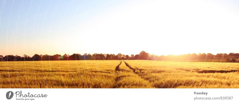 Northwest Germany Sommer Natur Landschaft Himmel Wolkenloser Himmel Sonnenlicht Schönes Wetter Pflanze Nutzpflanze Getreide Getreidefeld Ernte Landwirtschaft