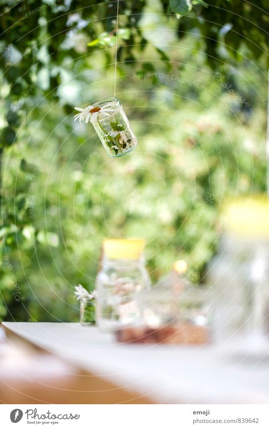 Deko Frühling Sommer Schönes Wetter Pflanze Blume Garten natürlich grün Dekoration & Verzierung Farbfoto Außenaufnahme Menschenleer Tag Schwache Tiefenschärfe