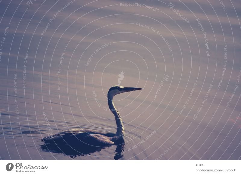 Herr Strese in Stimmung elegant Schwimmen & Baden Umwelt Natur Landschaft Tier Urelemente Wasser Teich See Wildtier Vogel Flügel 1 ästhetisch dunkel fantastisch