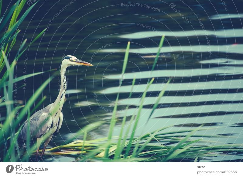 SPA-Strese am See elegant Umwelt Natur Landschaft Tier Wasser Wellen Seeufer Teich Wildtier Vogel 1 stehen warten ästhetisch authentisch fantastisch natürlich