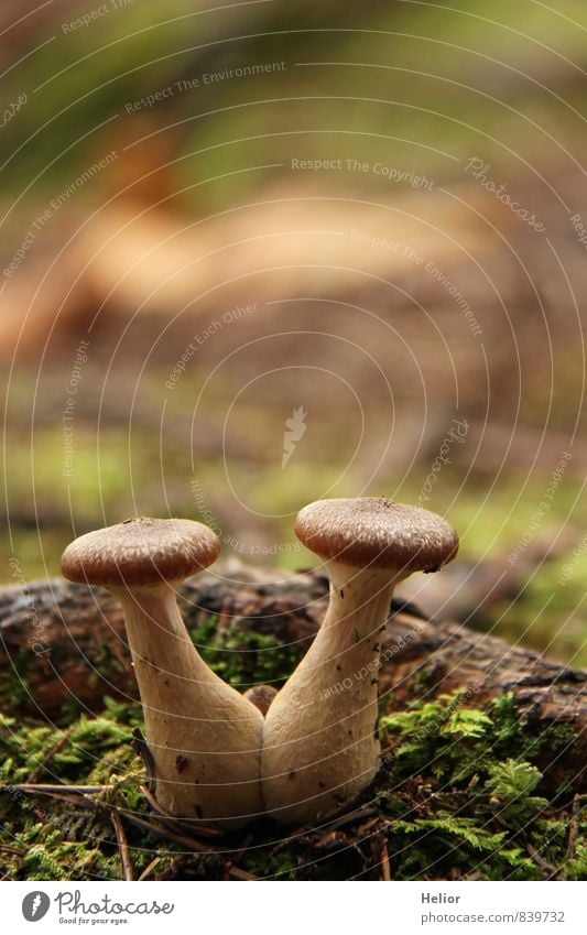 Pilzpaar Natur Pflanze Erde Herbst "Pilz Pilze" Wald natürlich weich braun grün Einigkeit Zusammensein Partnerschaft gleich Teamwork Zusammenhalt Zwilling