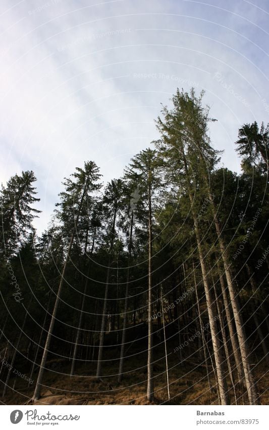 Up There Wald Baum Skandinavien groß Macht Norwegen Himmel Perspektive