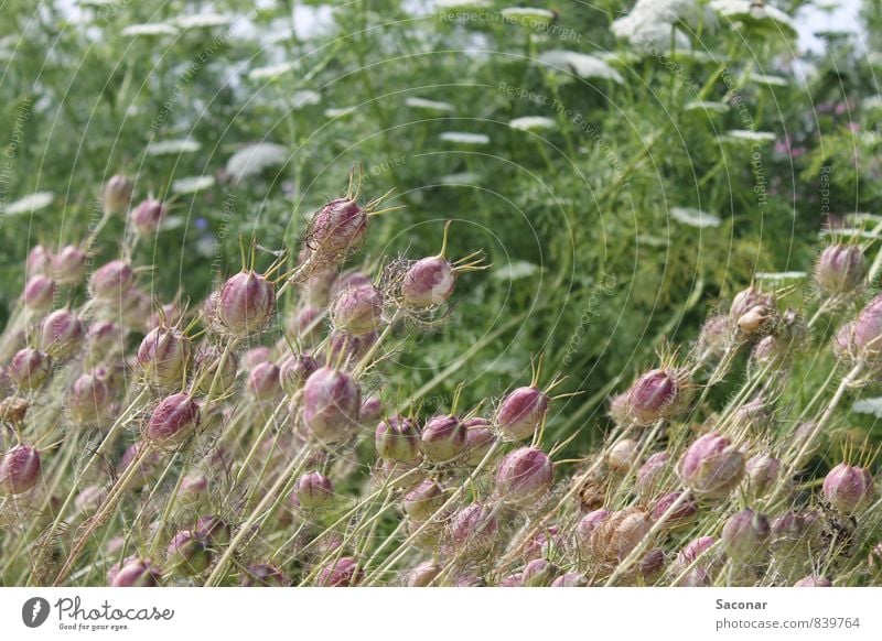 Jungfer im Grünen Ausflug Sommer Pflanze Schönes Wetter Blüte Grünpflanze Feld ästhetisch außergewöhnlich elegant natürlich rund grün rosa Idylle Stimmung