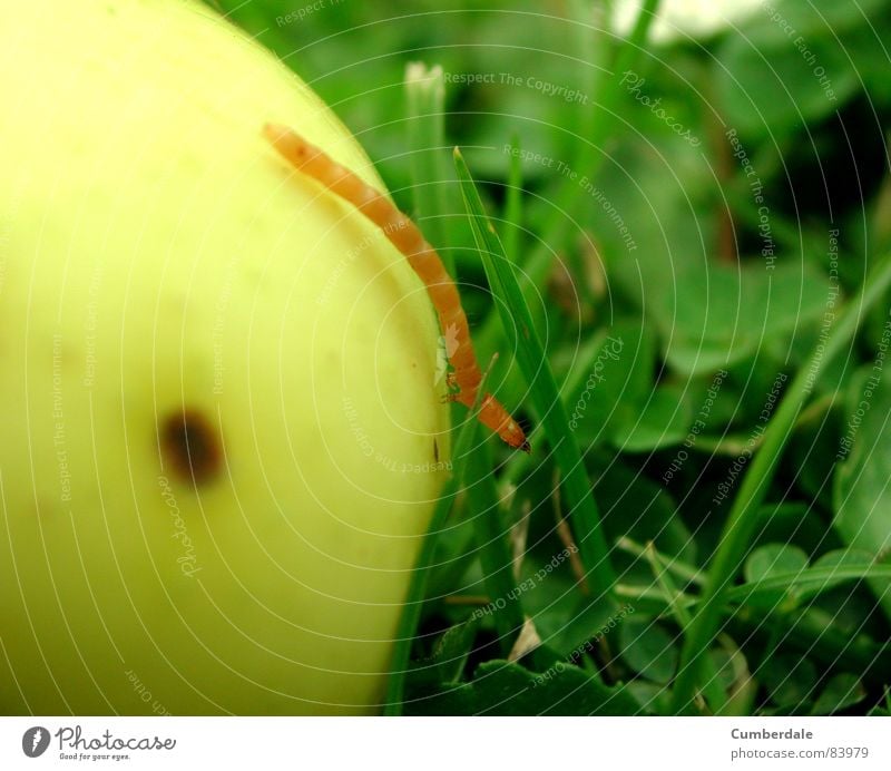 rent my apple? Insekt Ekel feucht klein langsam Gras grün schön rund lecker frisch saftig braun gelb Sommer Physik Sonnenstrahlen blau Blume Wurm Wohnung Heimat