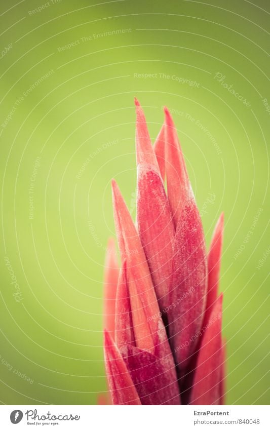 Canna red Umwelt Natur Pflanze Sommer Blume Blatt Blüte Garten leuchten ästhetisch exotisch grün rot Farbe Kübelpflanze Floristik Farbfoto Außenaufnahme