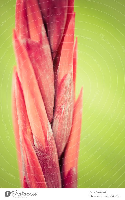 Red canna Umwelt Natur Pflanze Sommer Blume Blatt Blüte leuchten ästhetisch exotisch grün rot Canna Topfpflanze Beleuchtung Farbe Farbfoto Gedeckte Farben