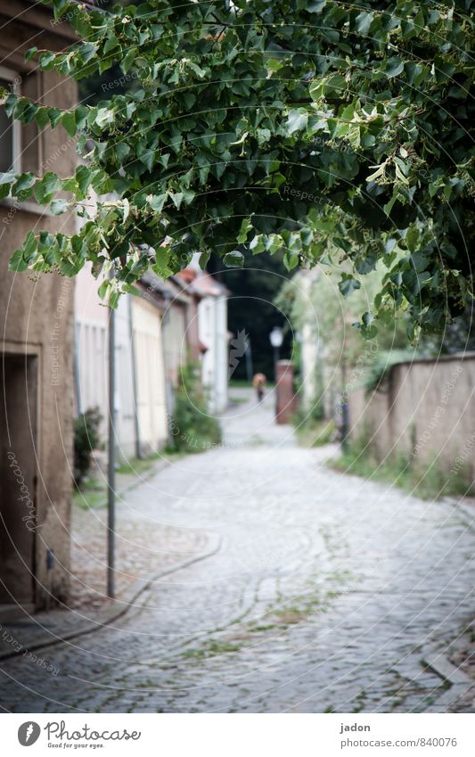 geradewegs in die welt hinaus. Mensch 1 Baum Dorf Kleinstadt Menschenleer Haus Gebäude Fußgänger Straße Wege & Pfade gehen laufen wandern Fernweh Einsamkeit