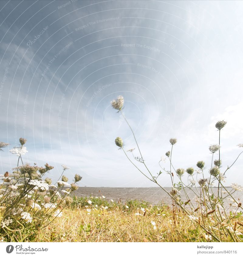 fade out lines Umwelt Natur Landschaft Pflanze Tier Luft Wasser Wolken Klima Wetter Schönes Wetter Wind Gras Blüte Grünpflanze Ostsee Wachstum Horizont Schlei