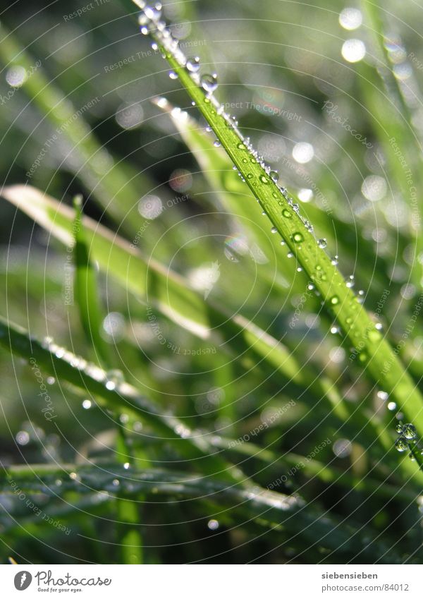 ...sieht alles so Neu aus. Beleuchtung glänzend schön Wiese Gras Halm grün Wassertropfen feucht nass frisch saftig Farbe Frühling gliezern